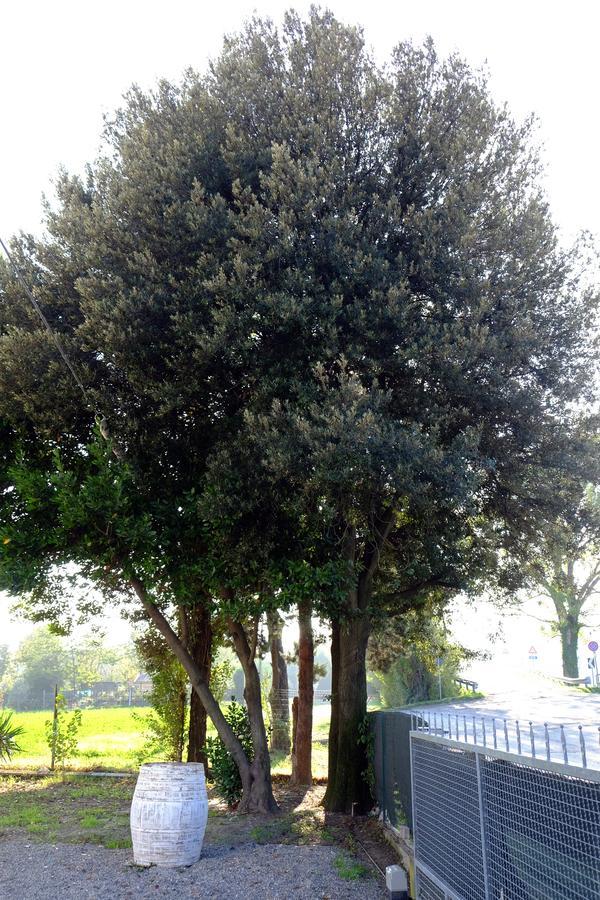 Il Leccio Bed & Breakfast San Lazzaro di Savena Exterior photo